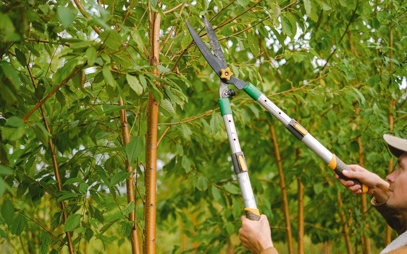 Tree trimming in Bulpitt, IL