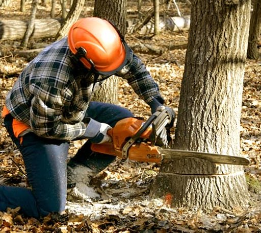 Tree Removal in Bulpitt, IL